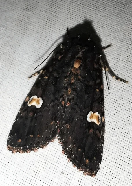 Melanchra persicariae - fehérfoltos kertibagoly