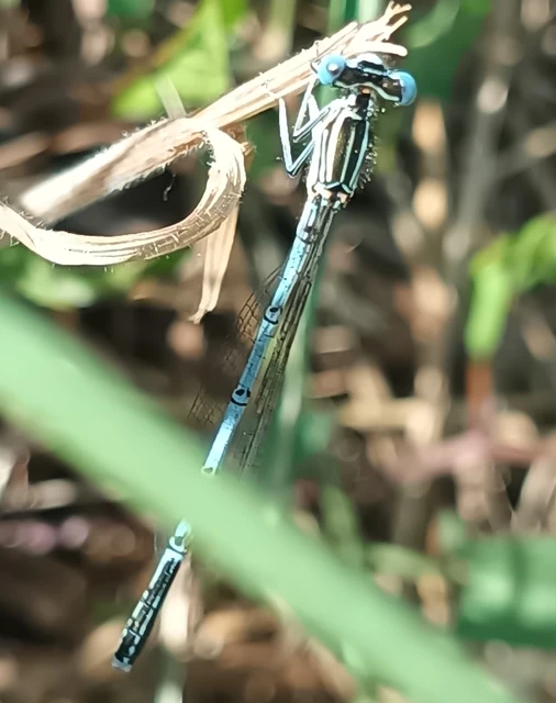 Platycnemis pennipes - széleslábú szitakötő