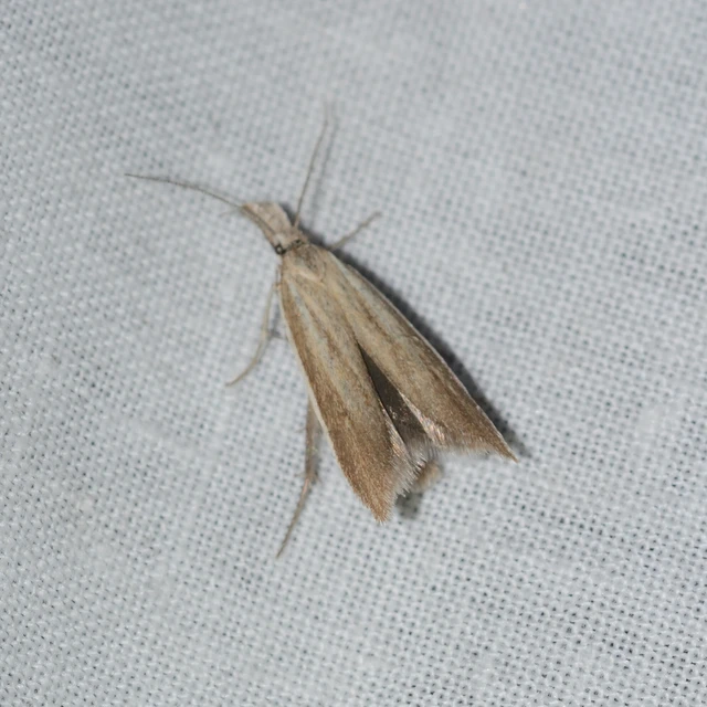 Pleurota marginella - barnasávos csíkosmoly