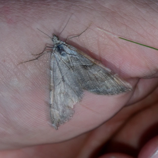 Aplocera efformata/plagiata