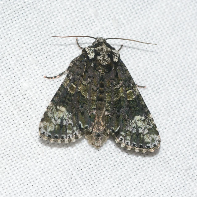 Craniophora ligustri - fagyalbagoly