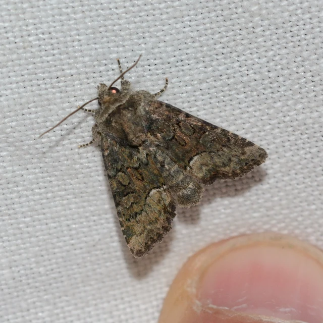 Oligia strigilis/latruncula/versicolor