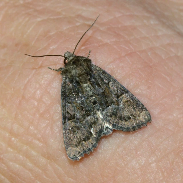 Oligia strigilis/latruncula/versicolor