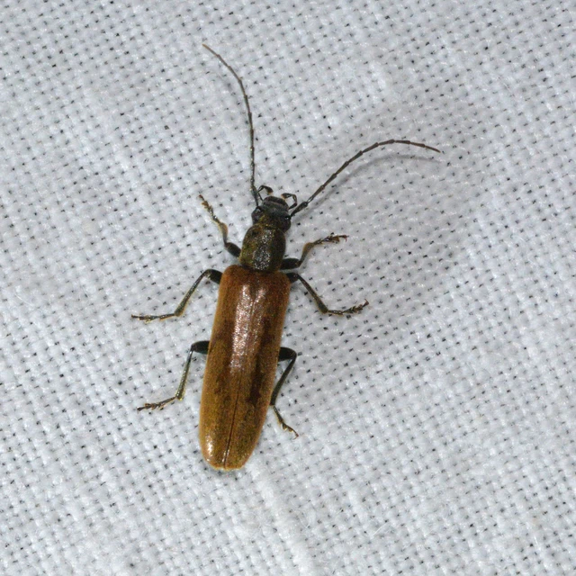 Sparedrus testaceus - szőrös álcincér