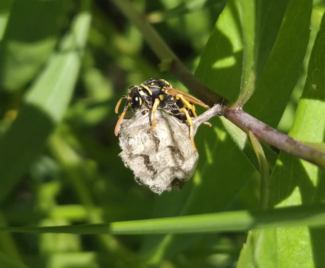 Polistes - papírdarazsak