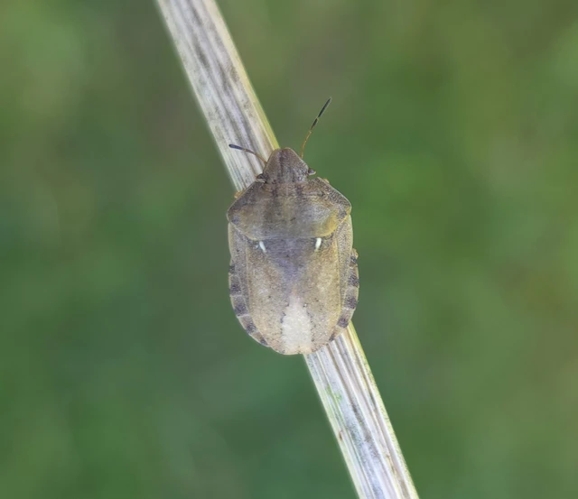 Eurygaster Eurygaster