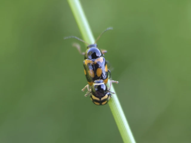 Cryptocephalus anticus - réti zömökbogár