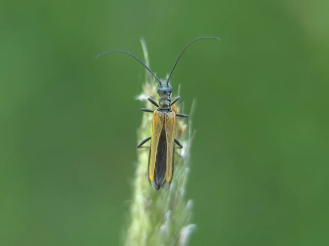 Oedemera femorata - sárgahátú álcincér