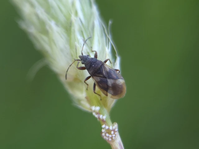 Oxycarenus modestus - égerfabodobács
