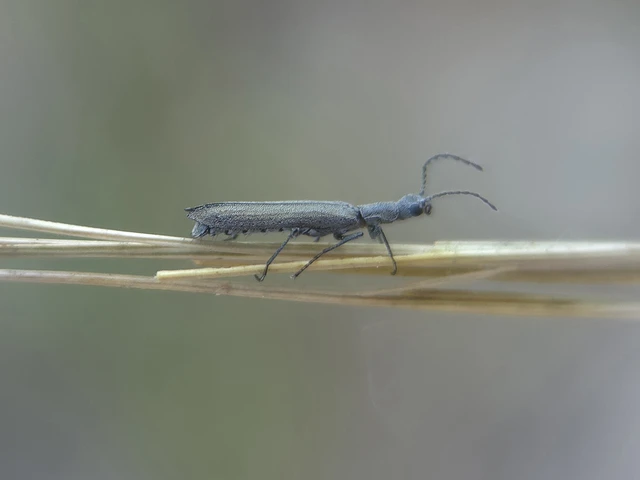 Dolichosoma lineare - ösztövér karimásbogár