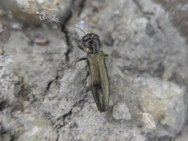 Agrilus graminis - fűrészescsápú karcsúdíszbogár