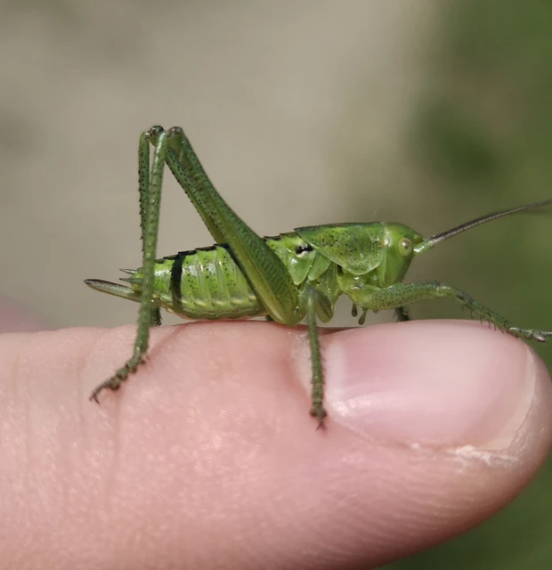 Tettigonia viridissima - zöld lombszöcske