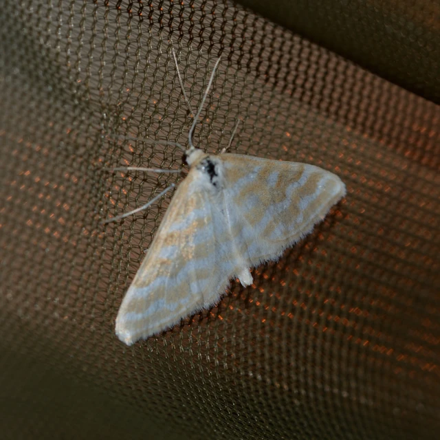 Idaea sericeata - selymes sávosaraszoló