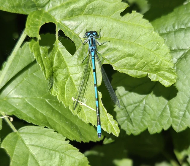 Coenagrion puella - azúrkék légivadász