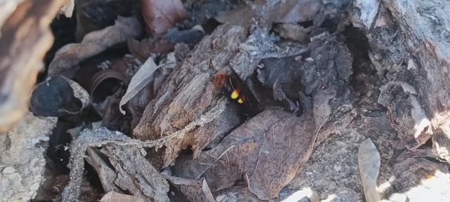 Megascolia maculata - óriás-tőrösdarázs