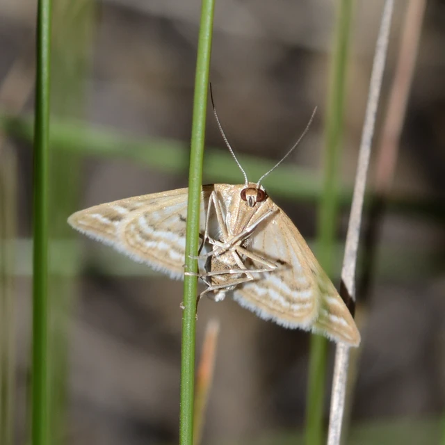 Idaea sericeata - selymes sávosaraszoló