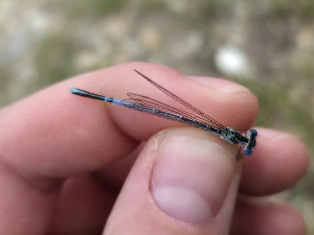 Platycnemis pennipes - széleslábú szitakötő