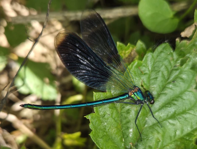Calopteryx splendens - sávos szitakötő