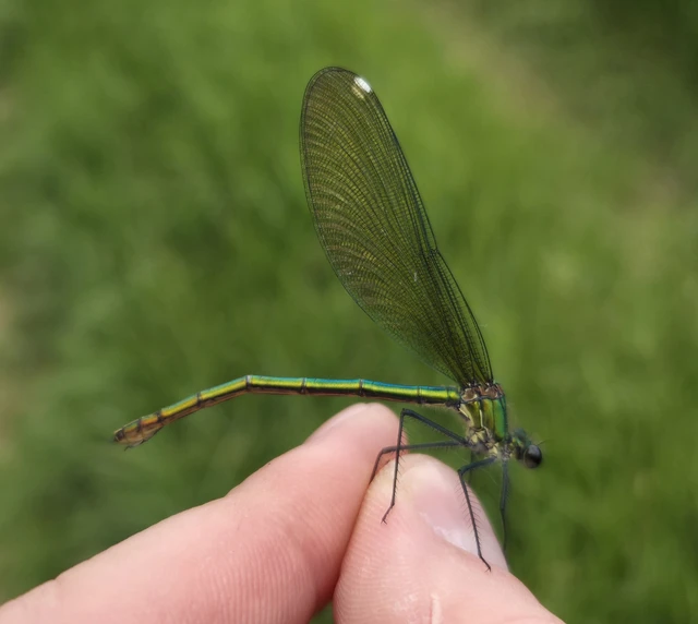 Calopteryx splendens - sávos szitakötő