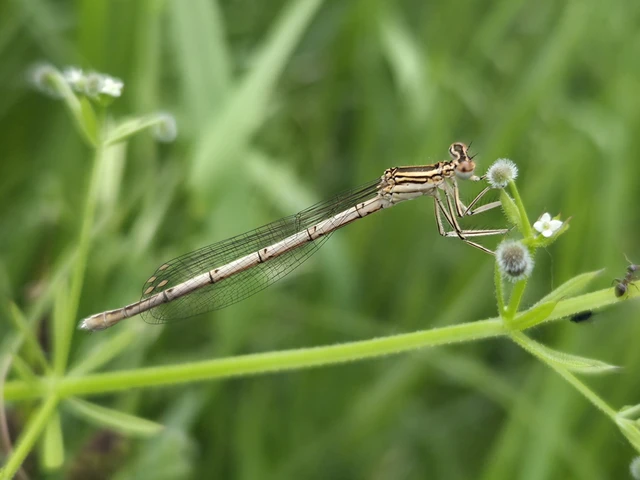 Platycnemis pennipes - széleslábú szitakötő