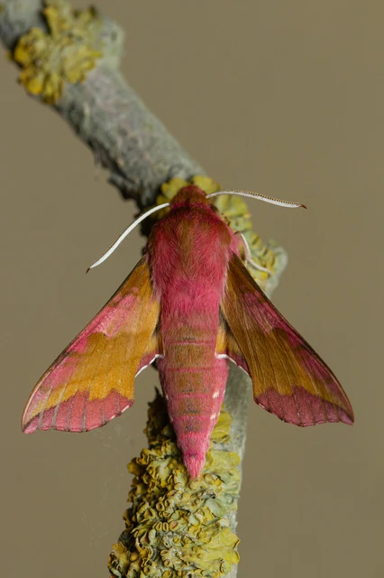 Deilephila porcellus - piros szender