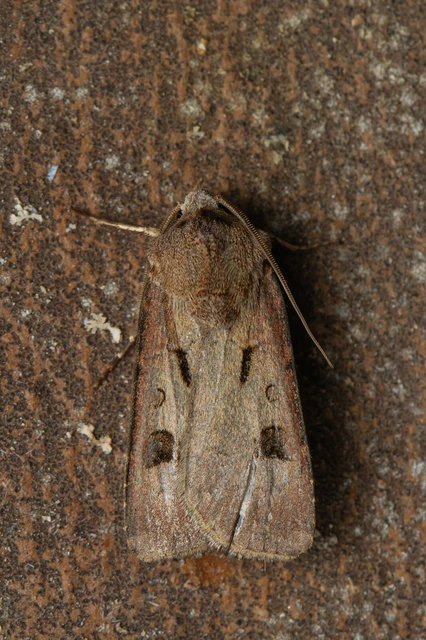 Agrotis exclamationis - felkiáltójeles földibagoly