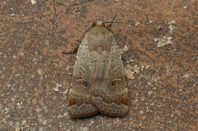 Noctua comes - kis sárgafűbagoly