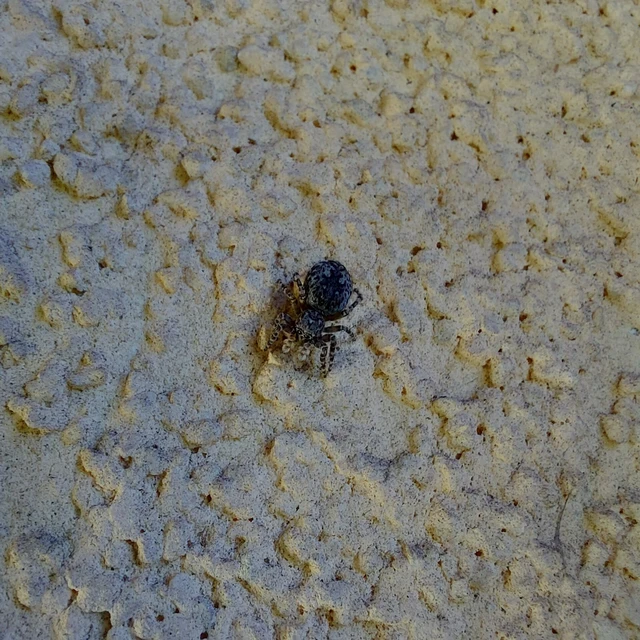 Attulus