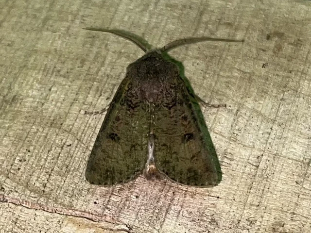 Agrotis segetum - vetési földibagoly