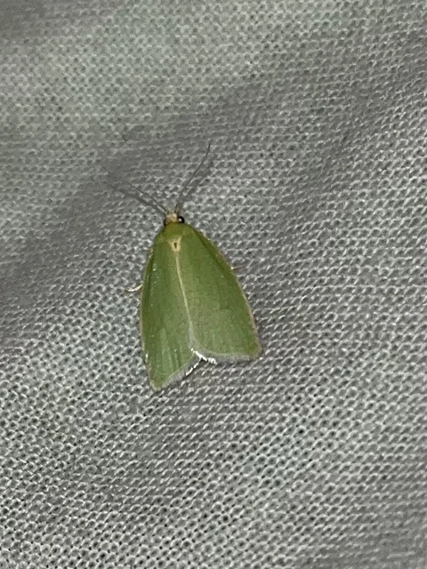 Tortrix viridana - tölgyilonca