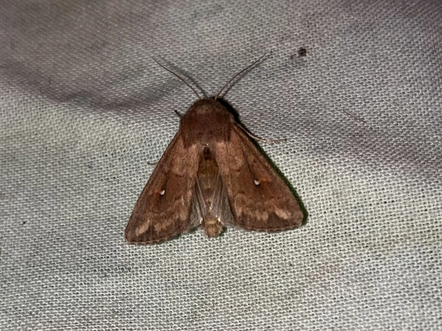 Mythimna albipuncta - fehérpettyes rétibagoly