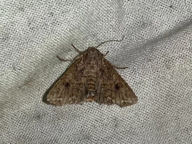 Hadula trifolii - lóherebagoly