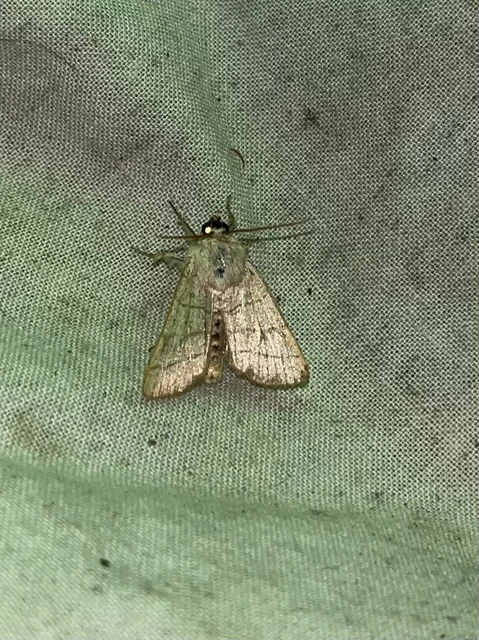 Charanyca trigrammica - háromsávos lombbagoly
