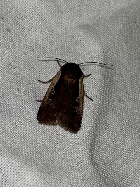 Ochropleura plecta - fehérszegélyű fűbagoly