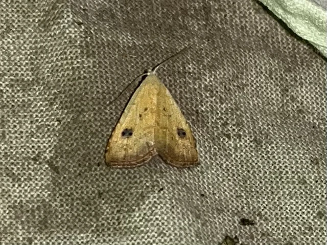 Rivula sericealis - selymes lórombagoly
