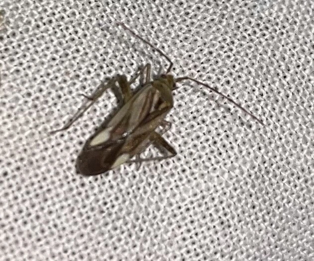 Adelphocoris lineolatus - lucernapoloska