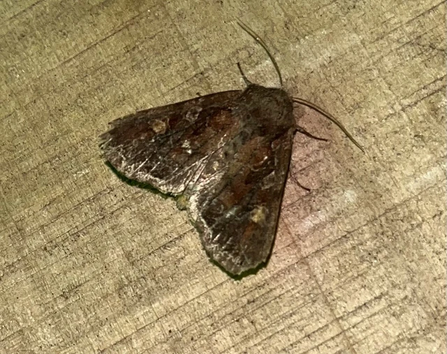 Lacanobia oleracea - saláta-kertibagoly