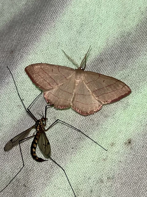 Rhodostrophia vibicaria - pirosszélű araszoló