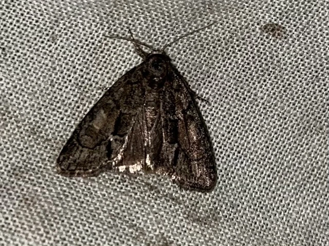Cryphia fraudatricula - homoki zuzmóbagoly