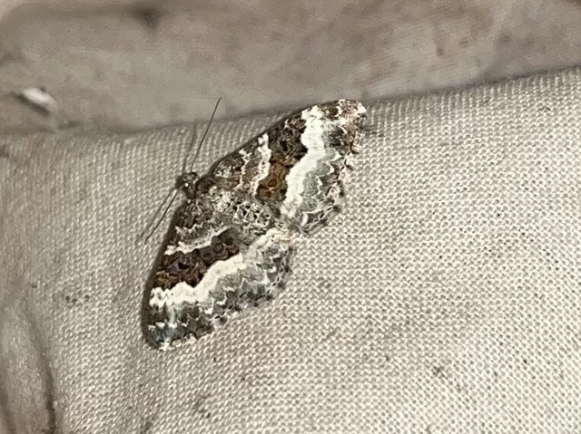 Epirrhoe alternata - galaj-tarkaaraszoló