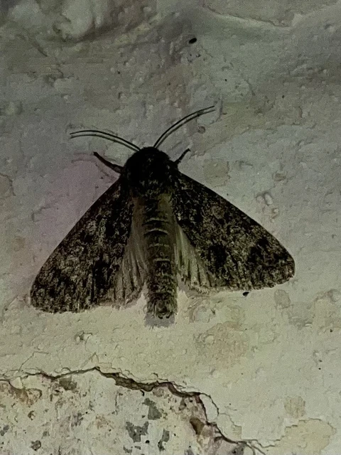 Acronicta megacephala - nagyfejű szigonyosbagoly
