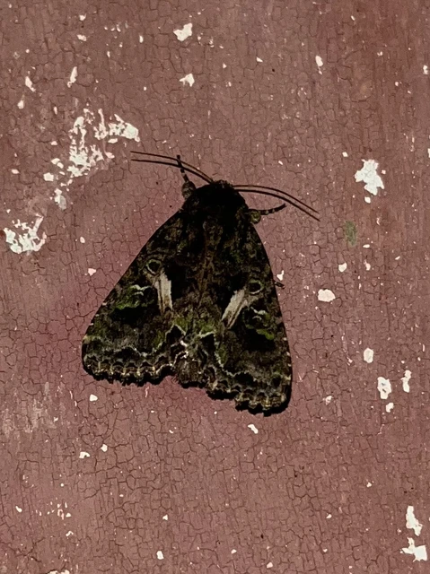 Trachea atriplicis - nyári zöldbagoly