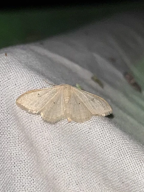 Idaea straminata - szalmasárga sávosaraszoló