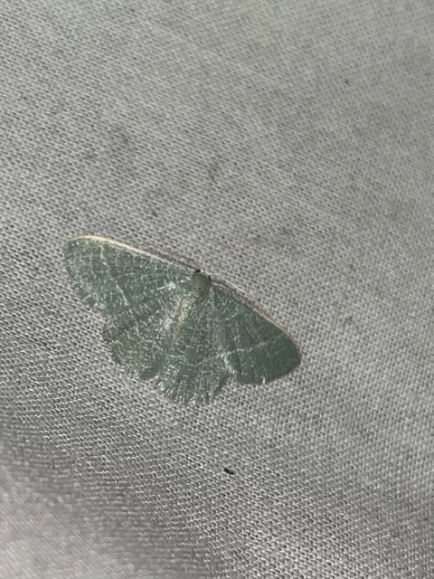 Phaiogramma etruscaria - fehérpettyes zöldaraszoló