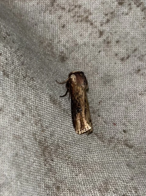 Axylia putris - vonalkás földibagoly