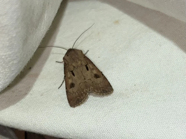 Agrotis exclamationis - felkiáltójeles földibagoly