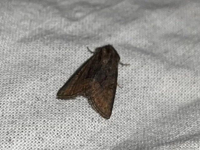 Oligia latruncula - fekete dudvabagoly
