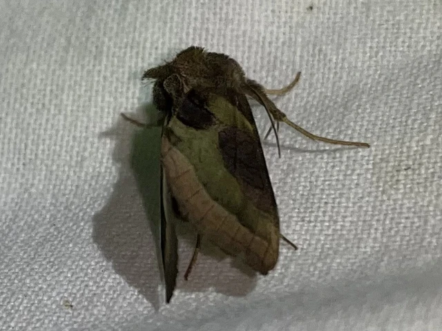 Diachrysia chrysitis/stenochrysis