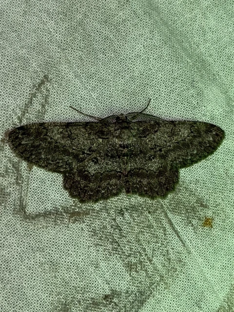 Hypomecis punctinalis - pettyes faaraszoló