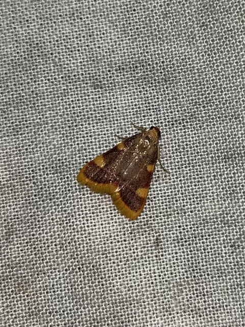 Hypsopygia costalis - szénailonca